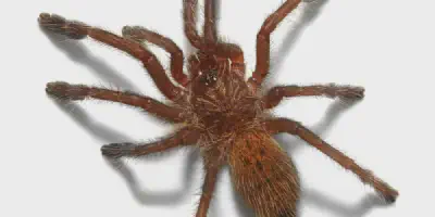 /img/18325-orange-baboon-tarantula-sling-health.webp