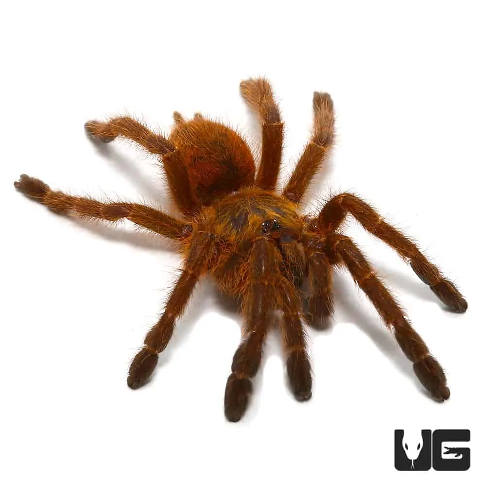 18325 orange baboon tarantula sling substrate