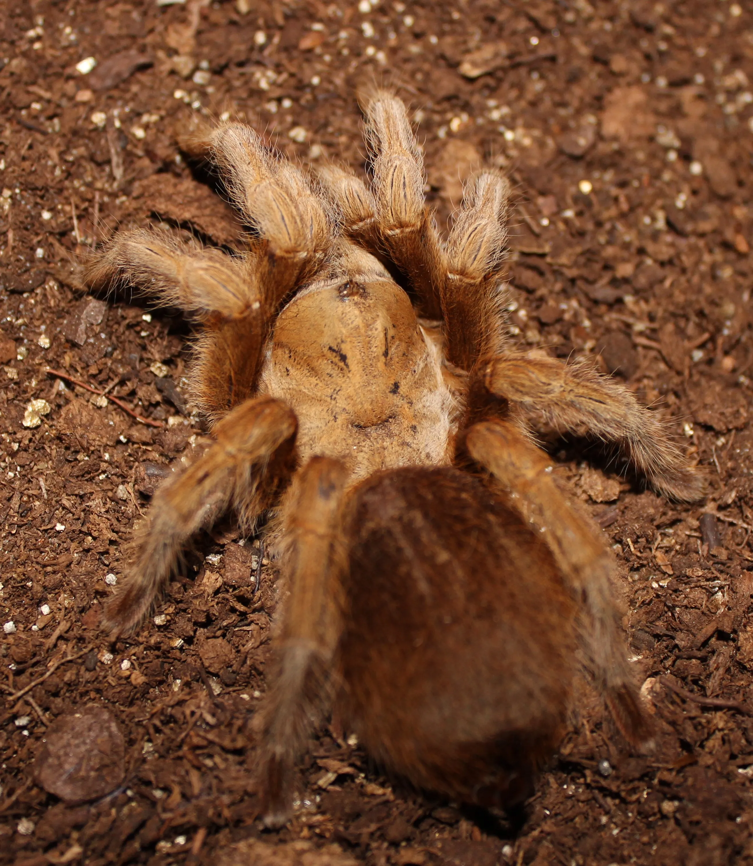 18327 tarantula in hand