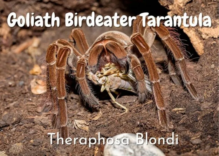 18328 goliath birdeater tarantula drinking water