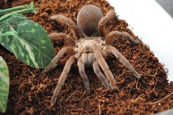 18328 goliath birdeater tarantula habitat setup