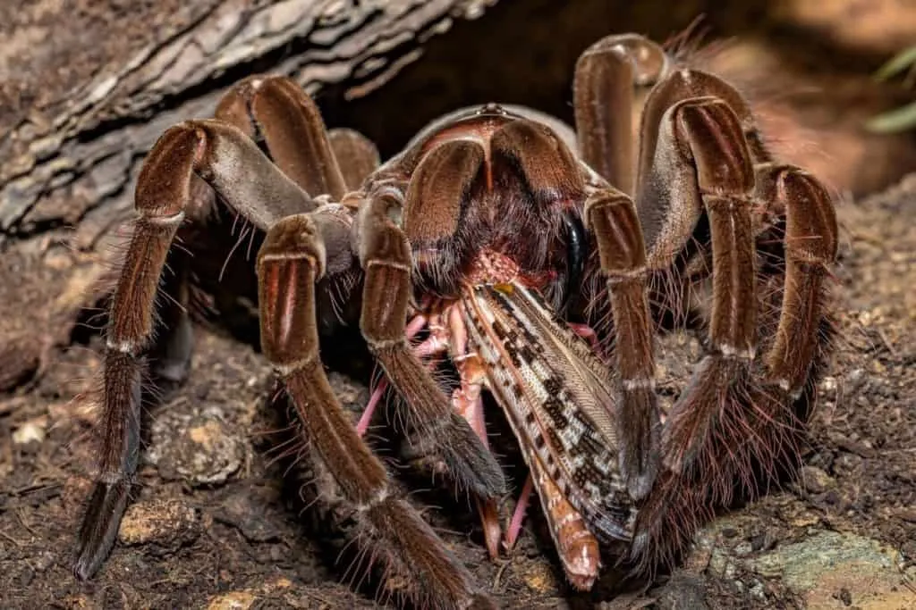 18328 goliath birdeater tarantula handling