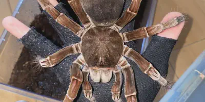 /img/18328-goliath-birdeater-tarantula-molting.webp