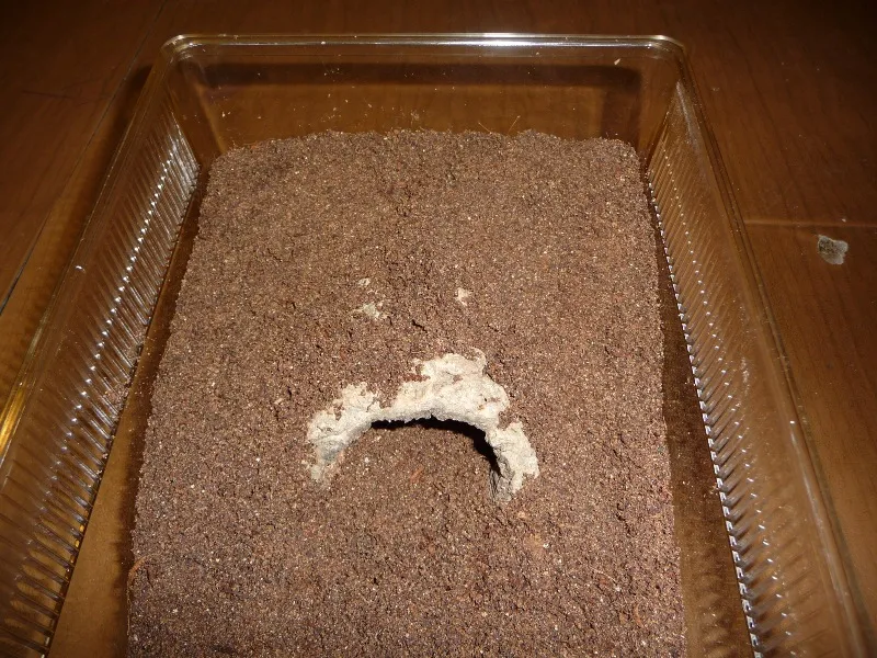 18328 goliath birdeater tarantula substrate