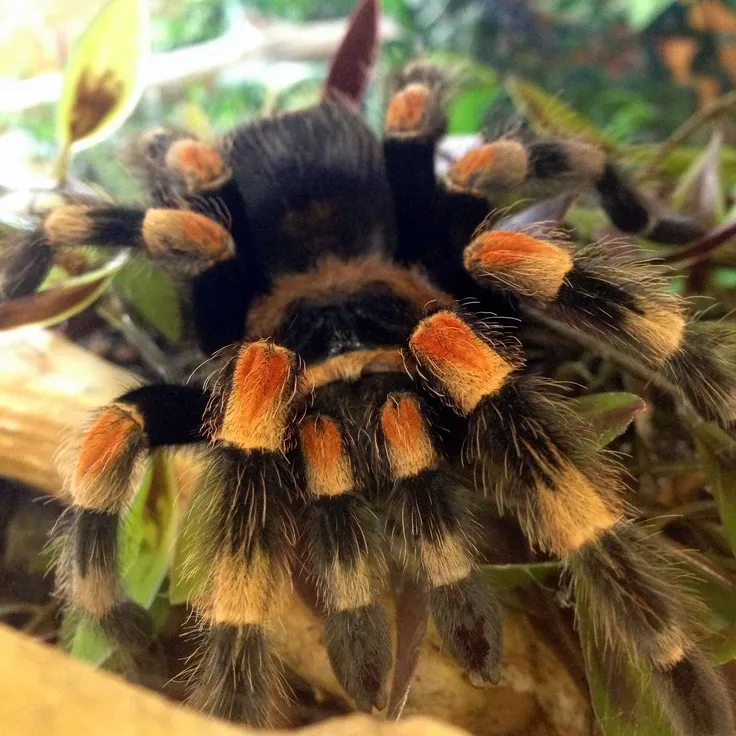 18330 tarantula hiding in habitat