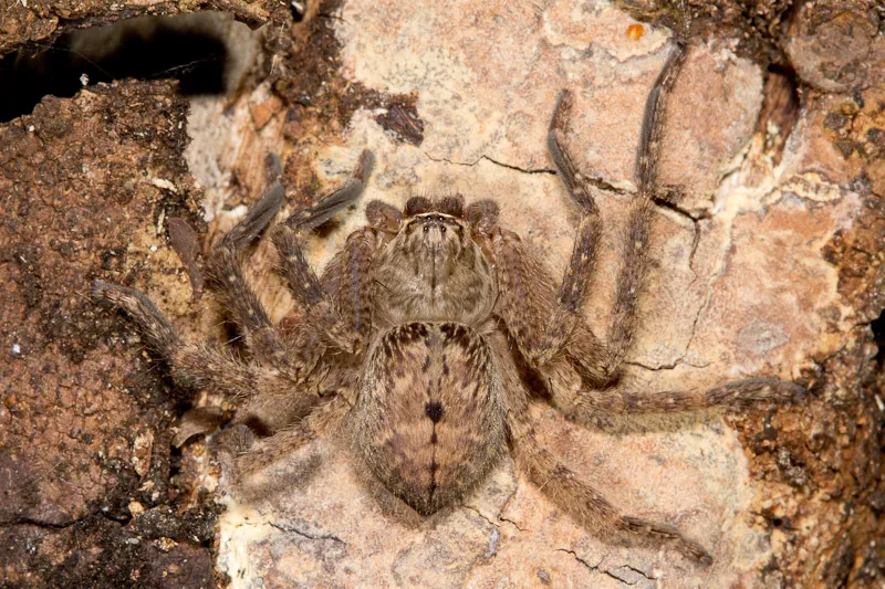 18331 huntsman spider behavior