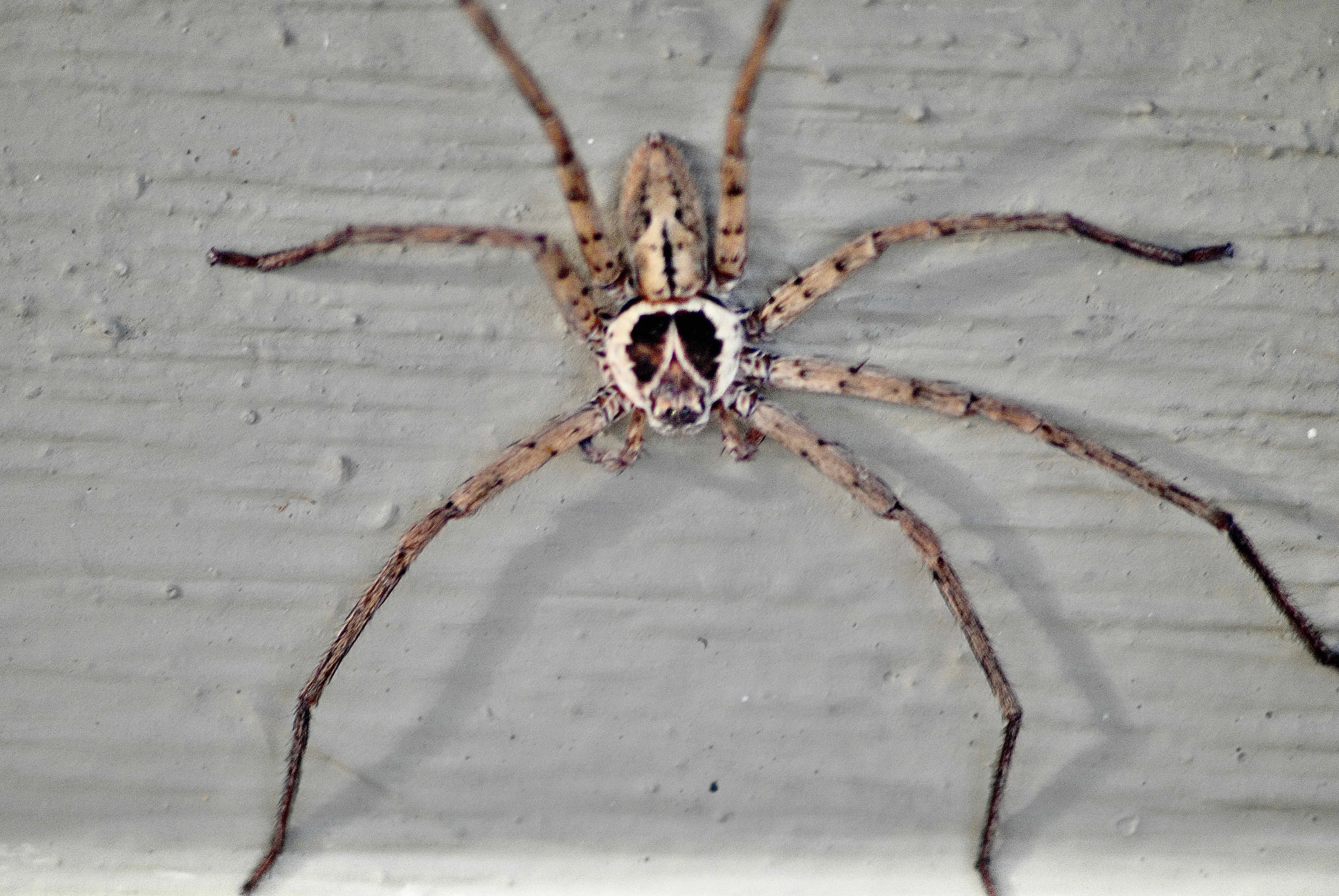 /img/18331-huntsman-spider-care.webp