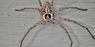 /img/18331-huntsman-spider-care.webp