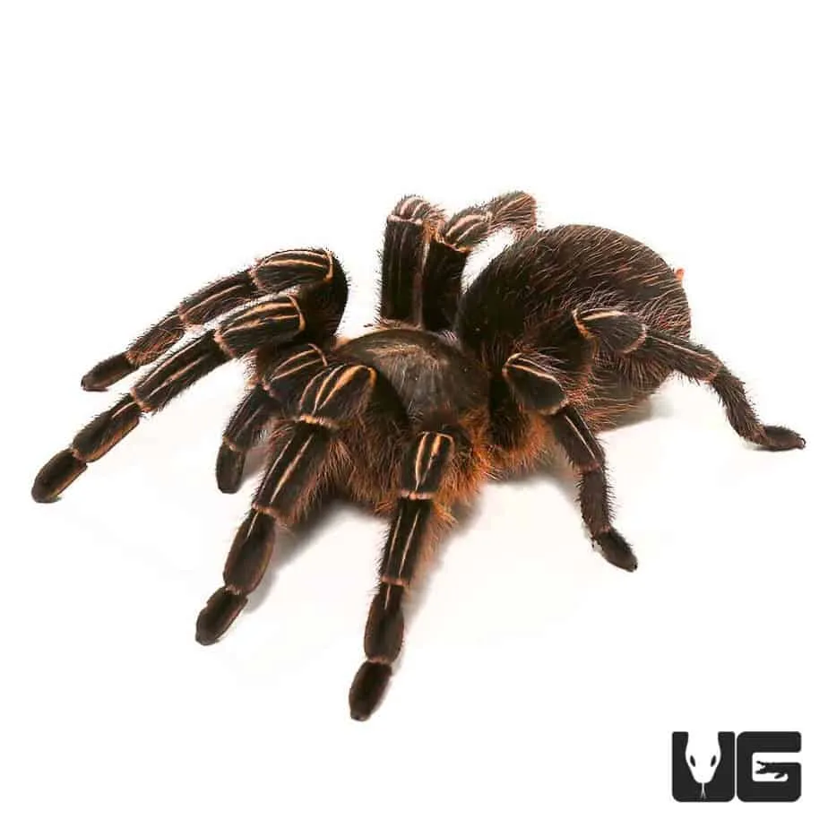 18333 sheep eating grass