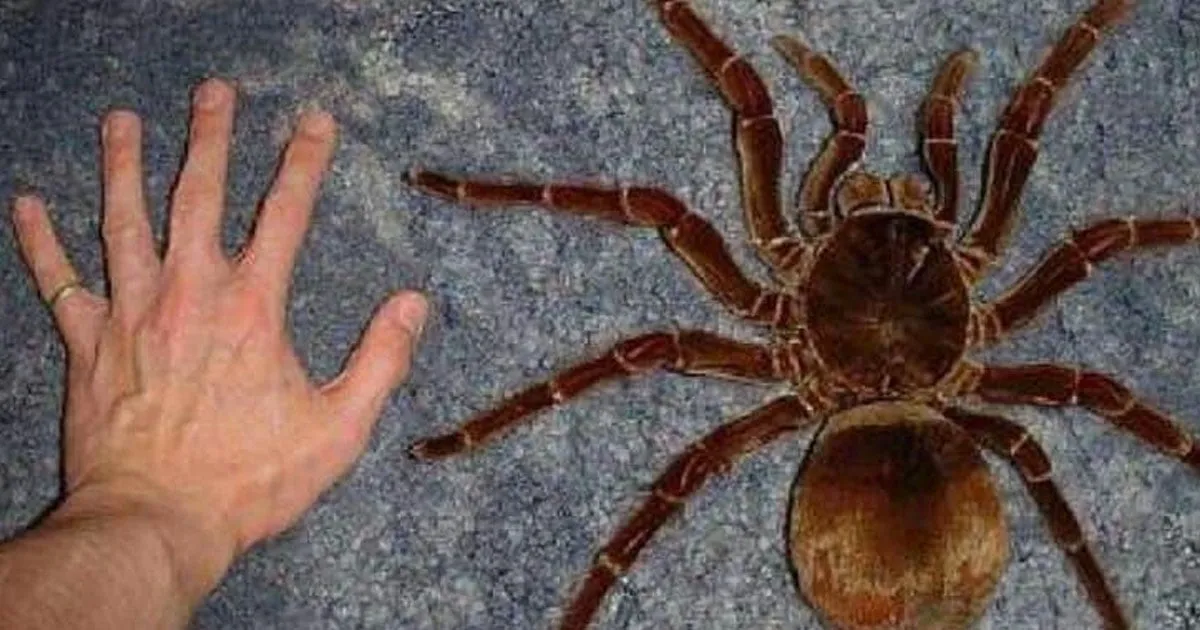 18334 goliath birdeater size