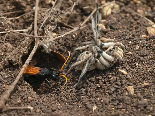 18335 tarantula hawk eggs laying