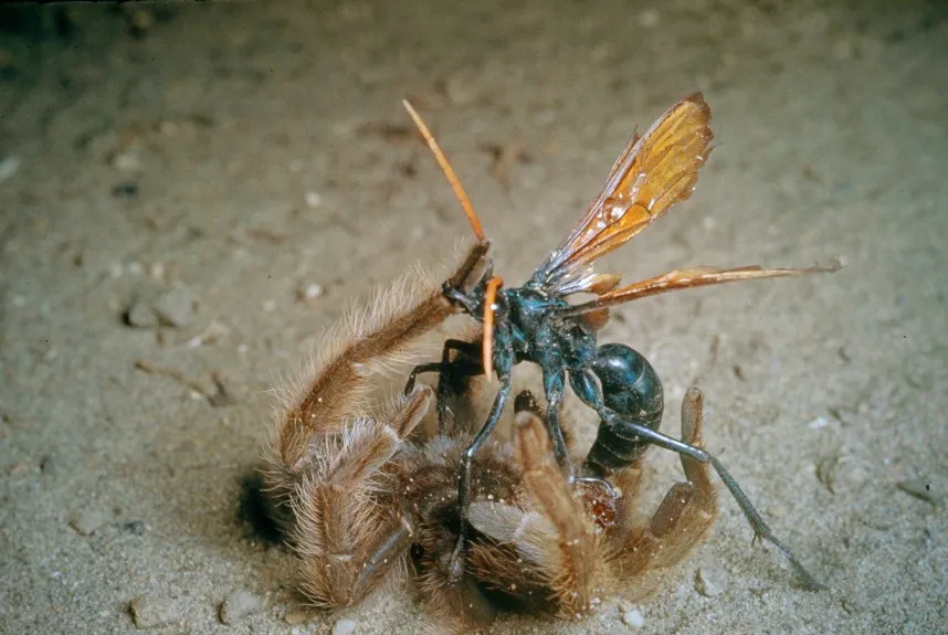 18336 tarantula hawk egg