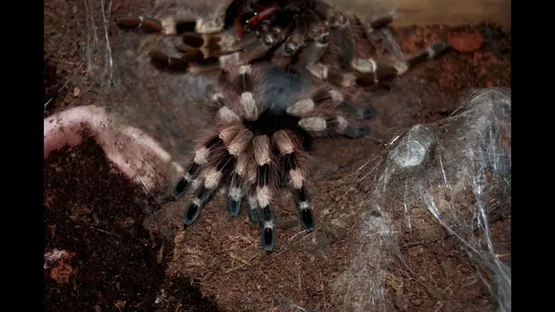 18338 chitin in exoskeleton tarantula