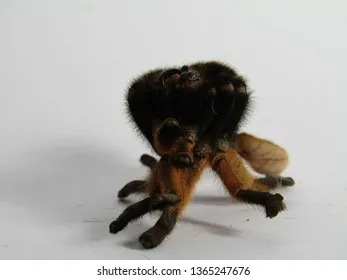 18338 tarantula exoskeleton structure
