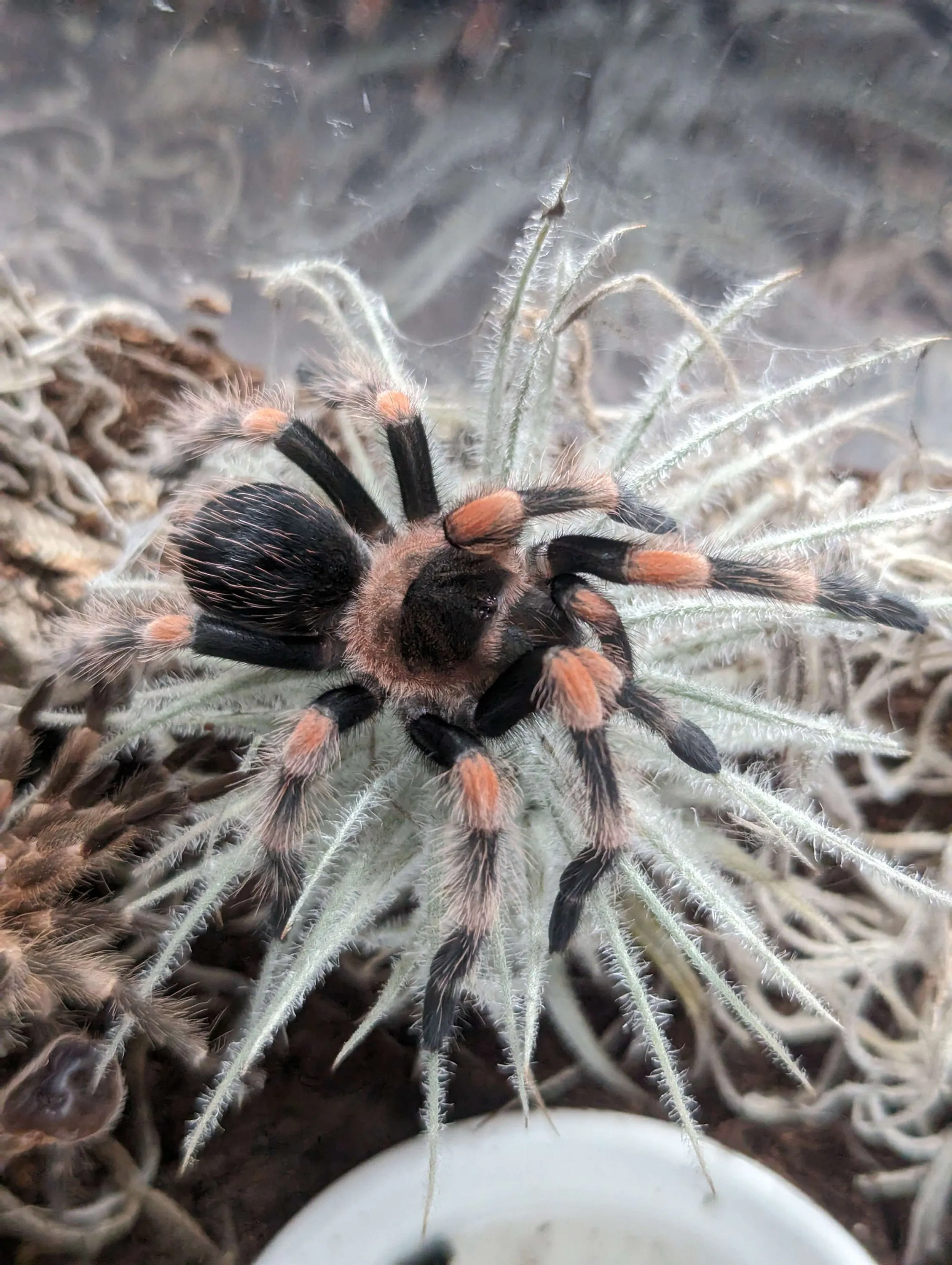 18338 tarantula molting process