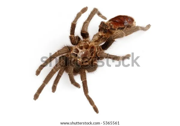 18338 tarantula predator protection