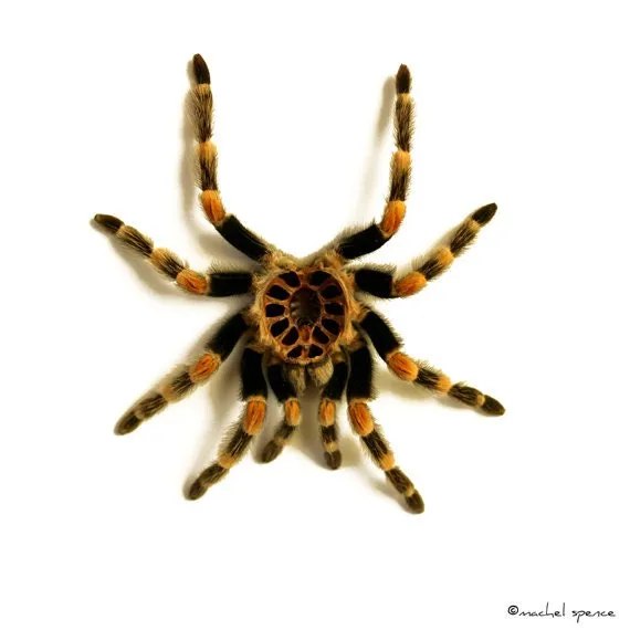 /img/18338-tarantula-sensory-abilities.webp