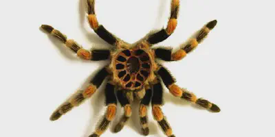 /img/18338-tarantula-sensory-abilities.webp