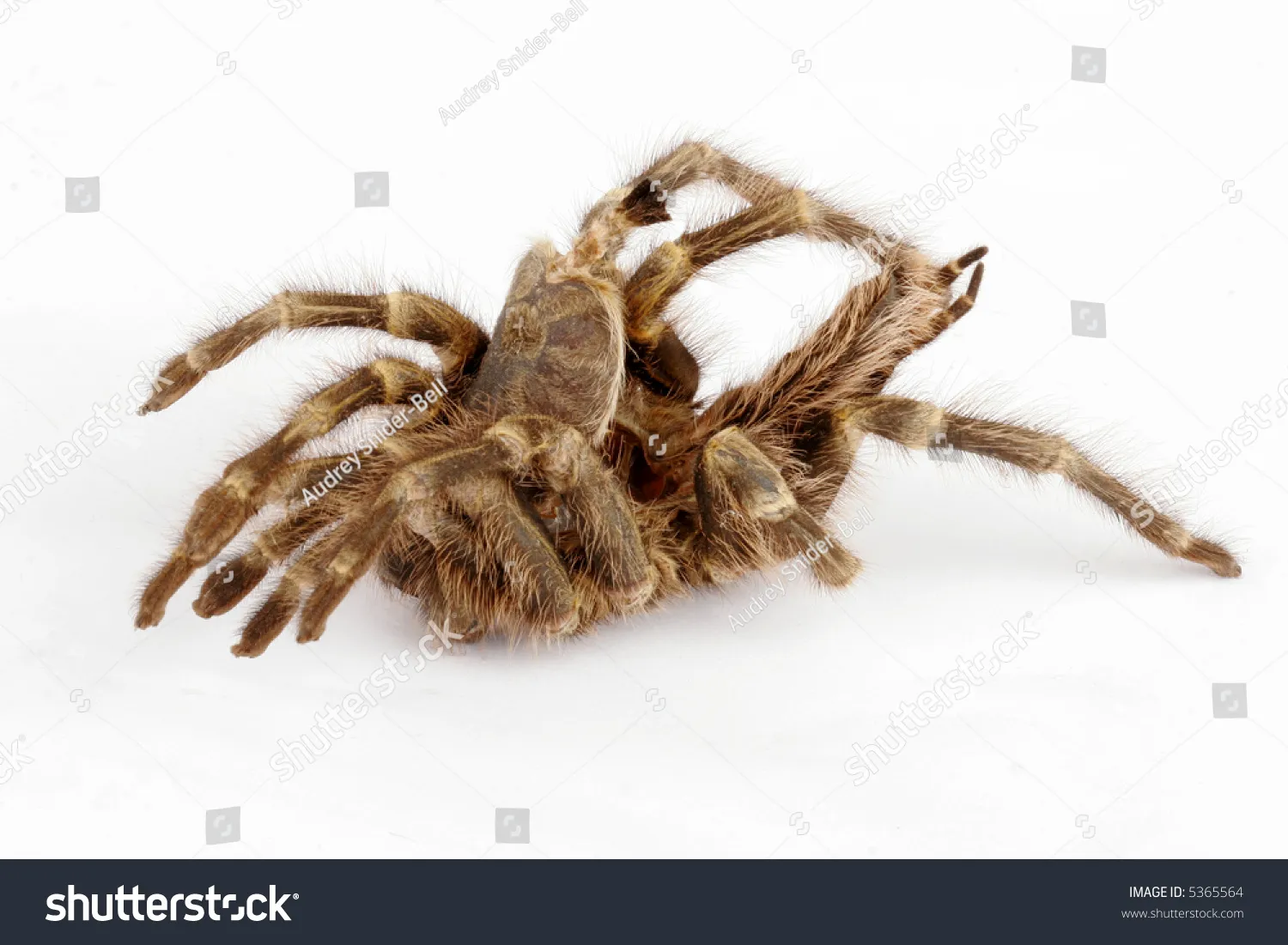 18338 tarantula strength
