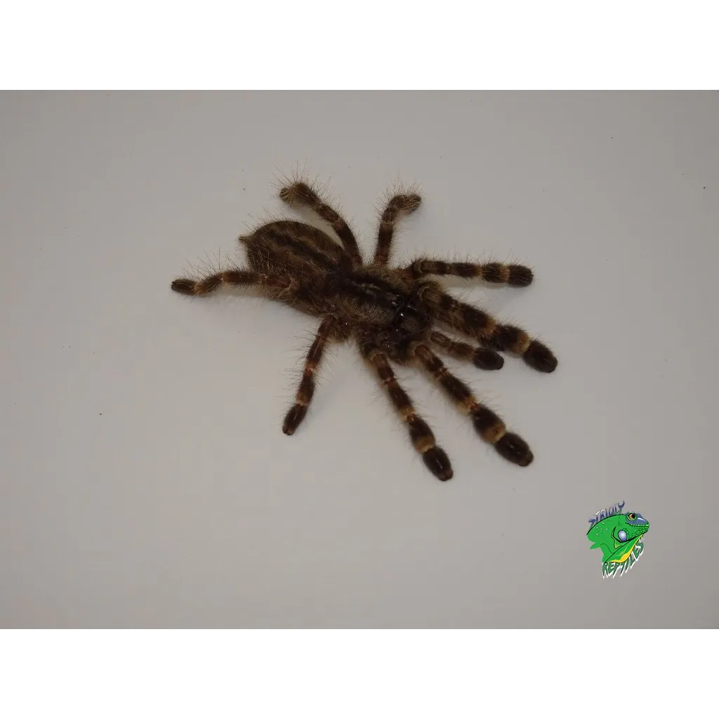 18339 ariann tarantula conservation