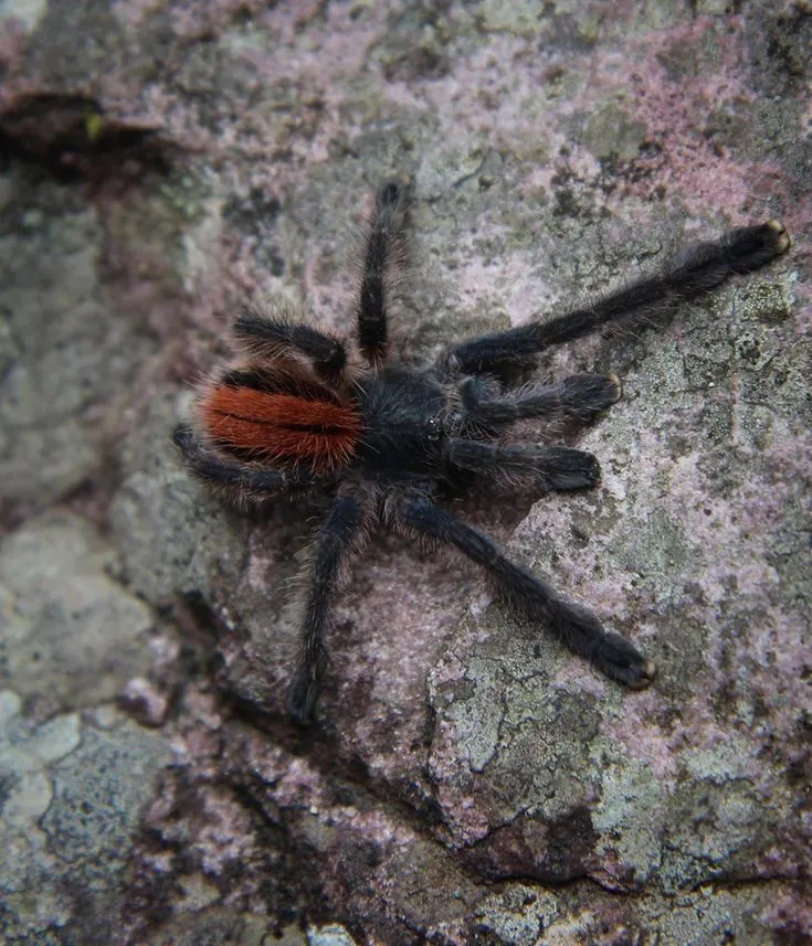 /img/18339-ariann-tarantula-predators.webp