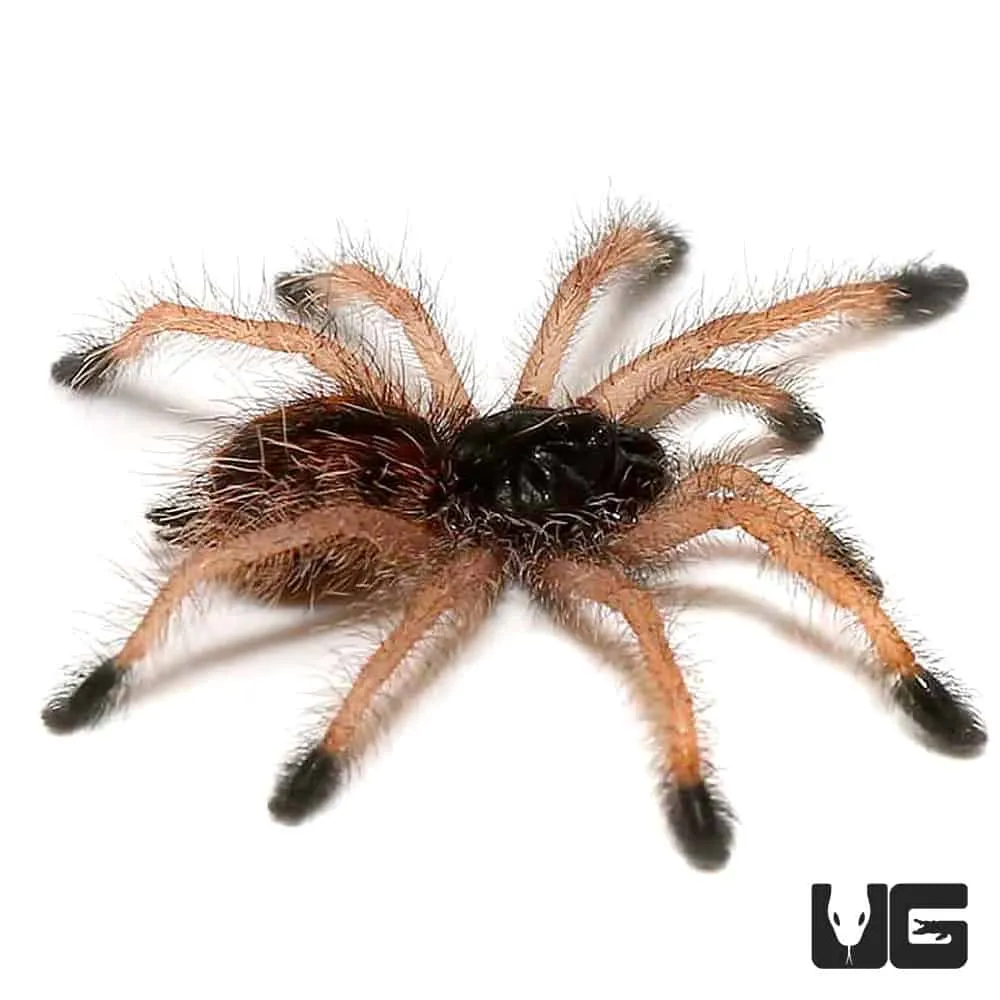 /img/18340-chilean-yellow-tarantula-enclosure.webp