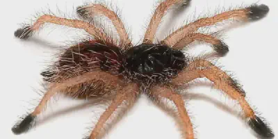 /img/18340-chilean-yellow-tarantula-enclosure.webp