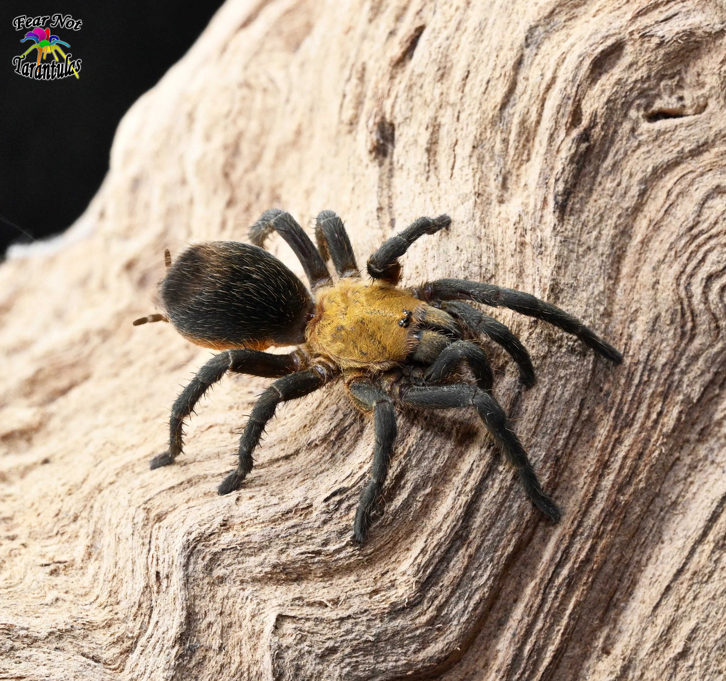 18340 chilean yellow tarantula growth