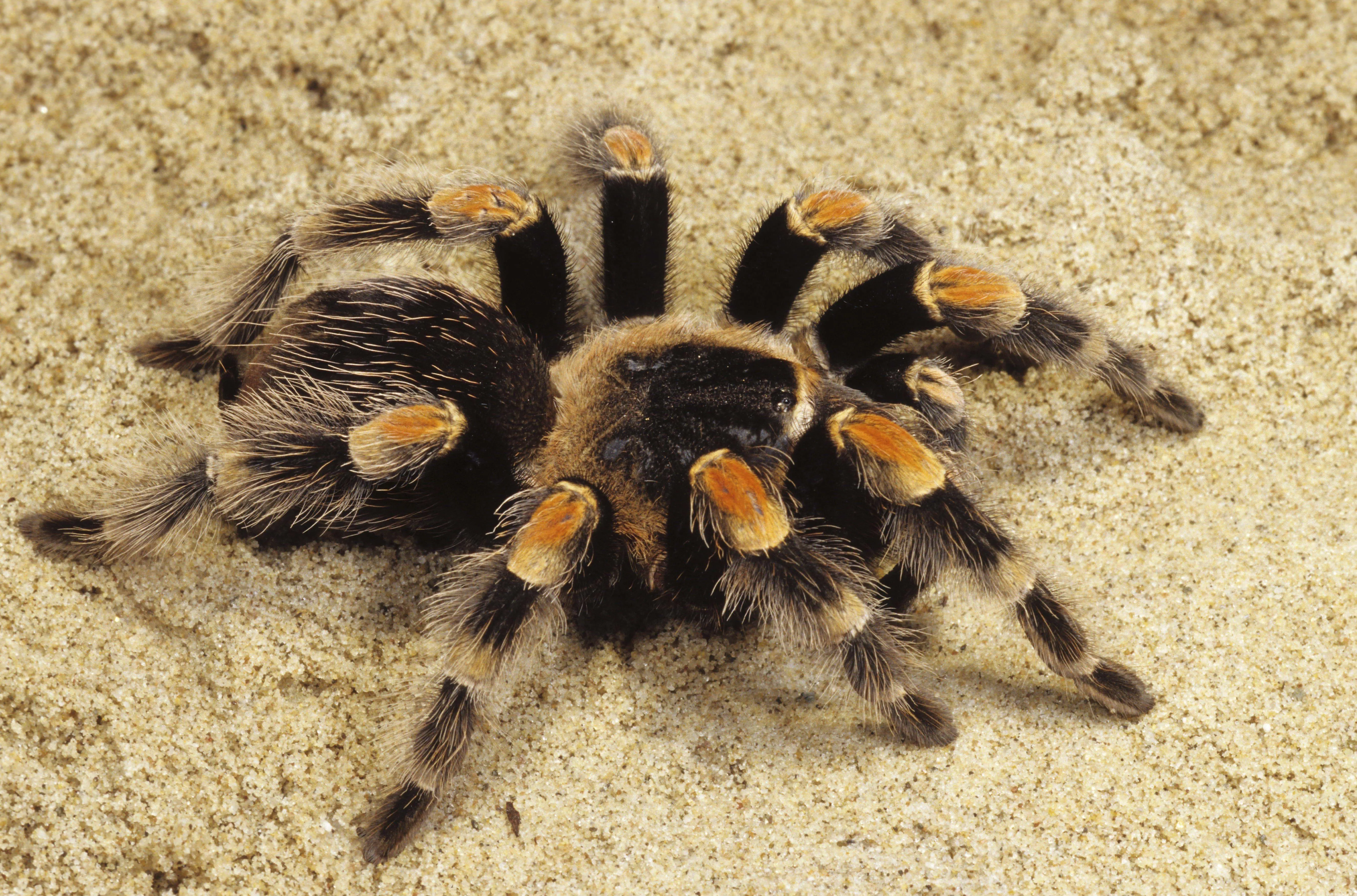 18340 chilean yellow tarantula health