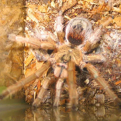 18340 chilean yellow tarantula molting