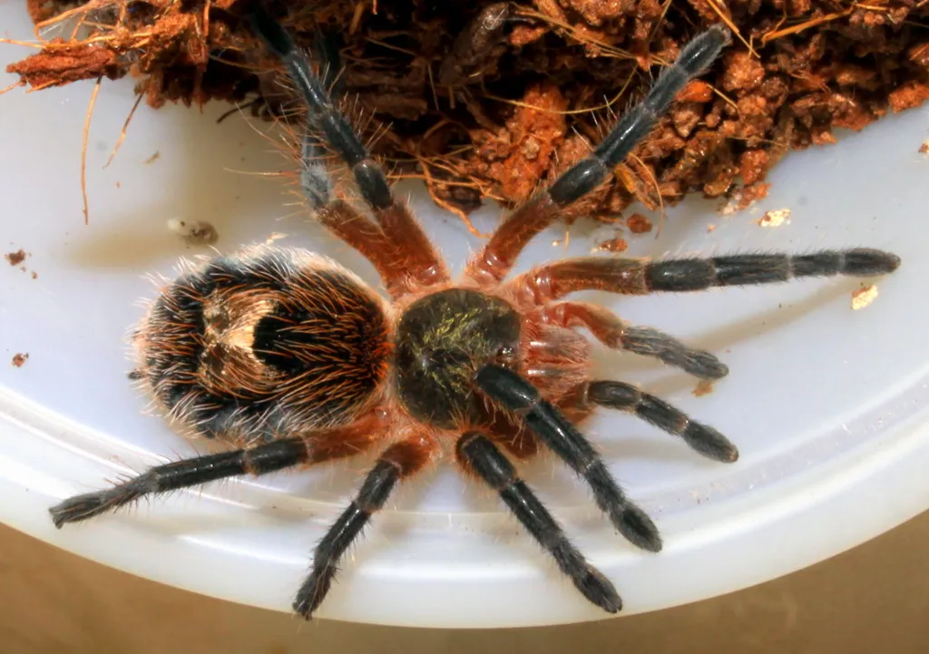 18340 chilean yellow tarantula substrate