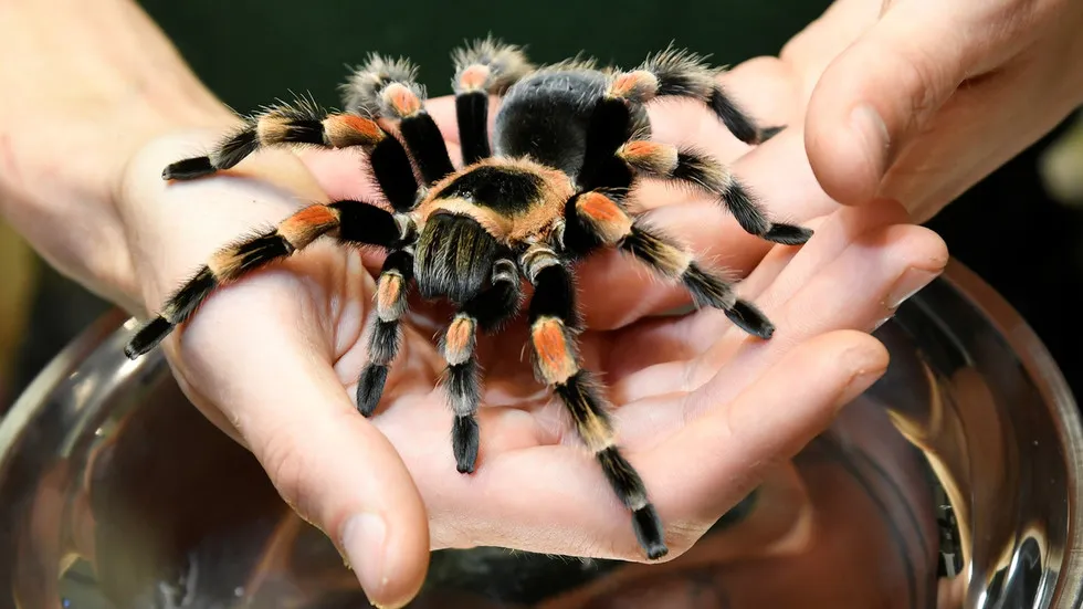 18341 tarantula venom image3