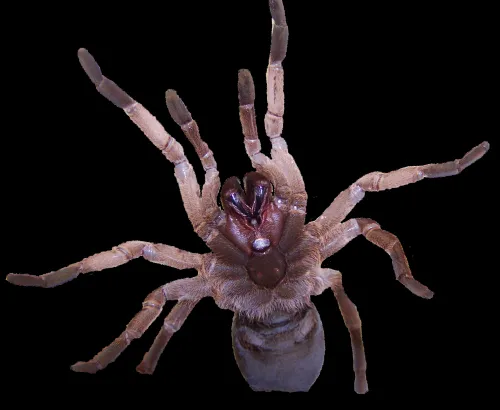 18341 tarantula venom image6