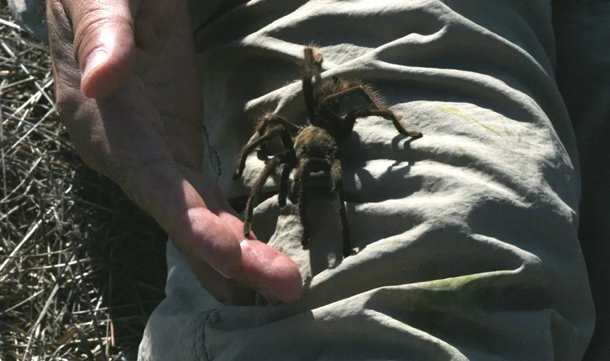 18342 stilts tarantula anatomy