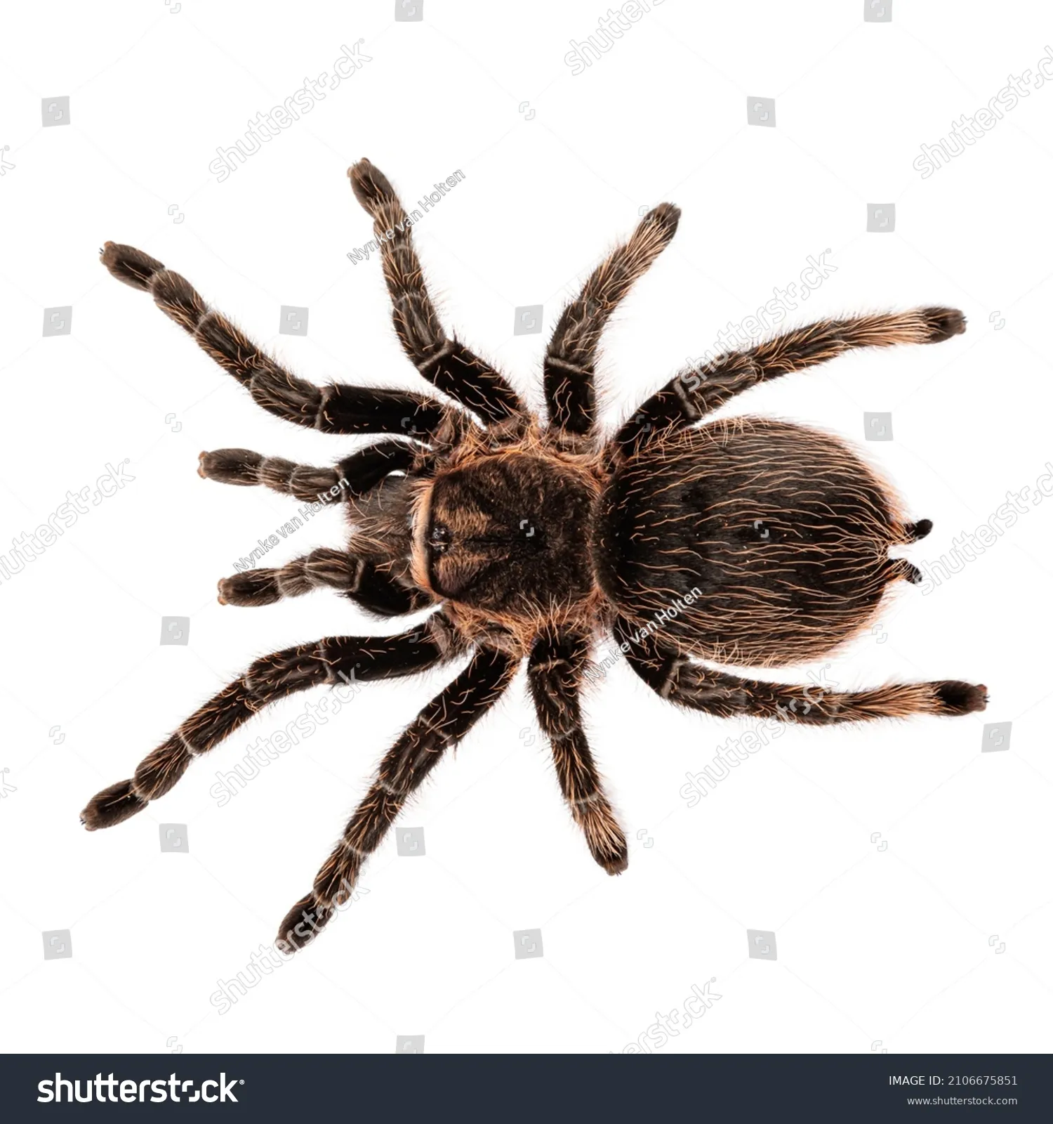 18342 stilts tarantula defense