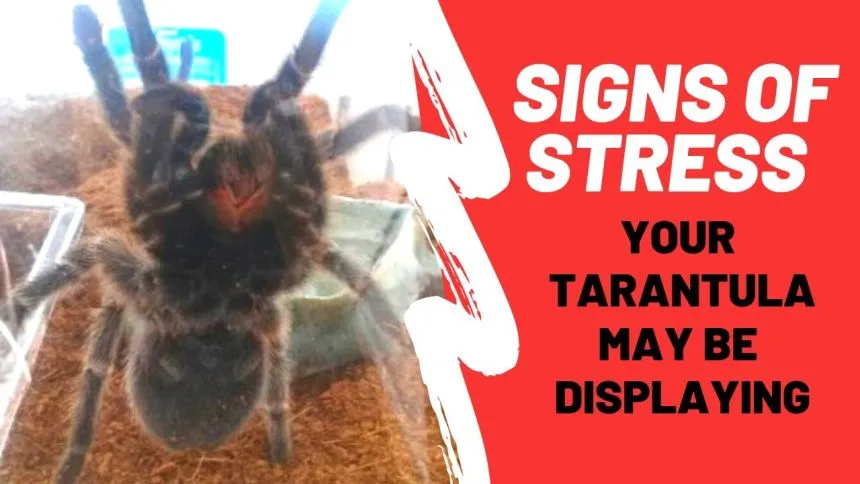 18342 stilts tarantula eggs