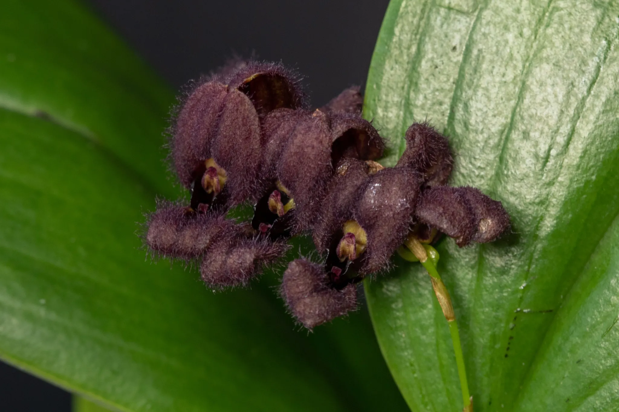 18342 stilts tarantula enclosure