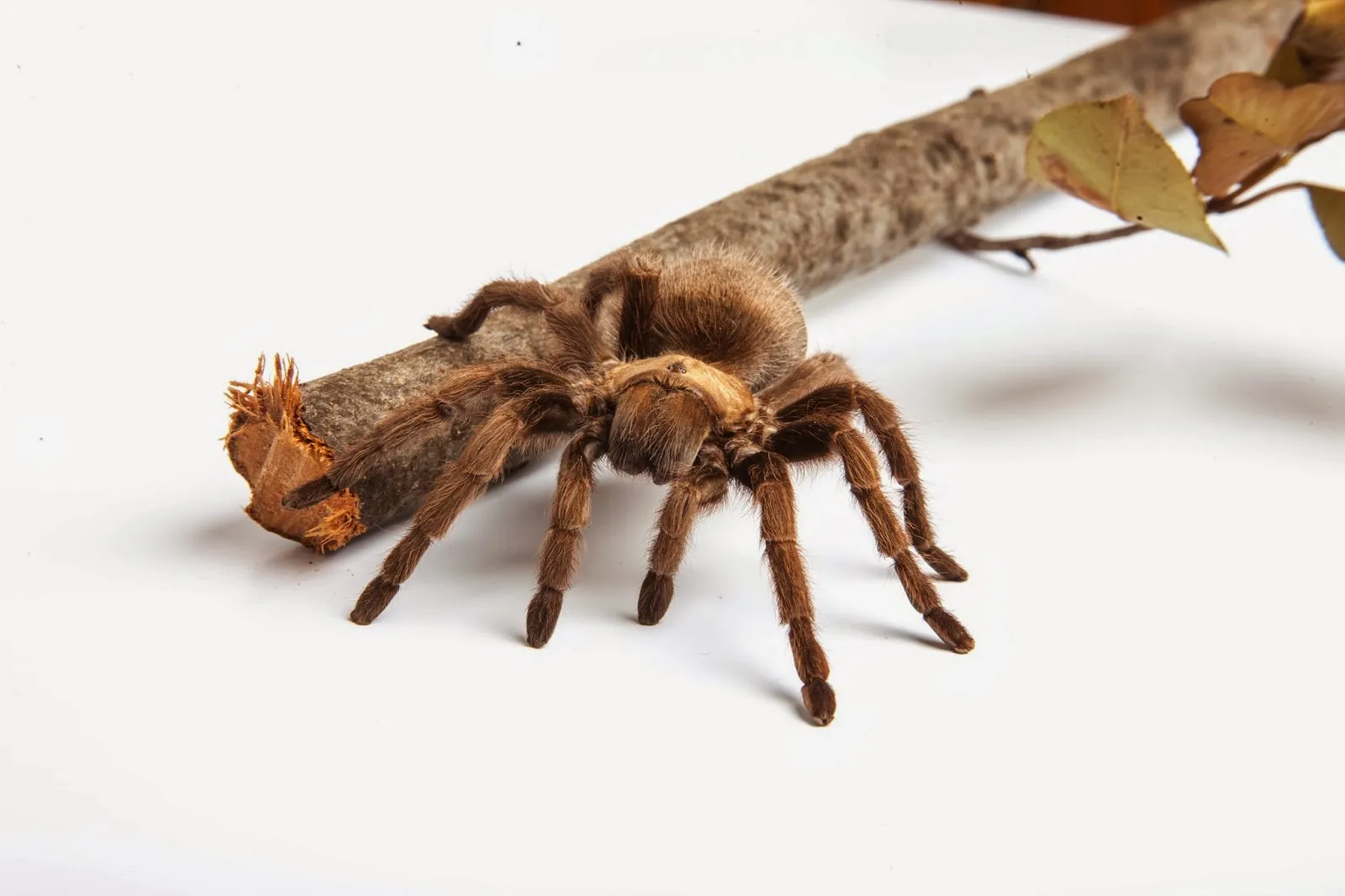 /img/18342-stilts-tarantula-handling.webp