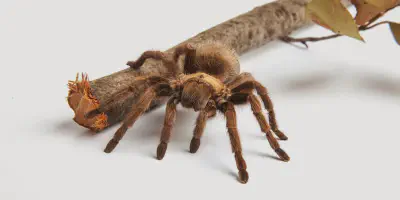 /img/18342-stilts-tarantula-handling.webp