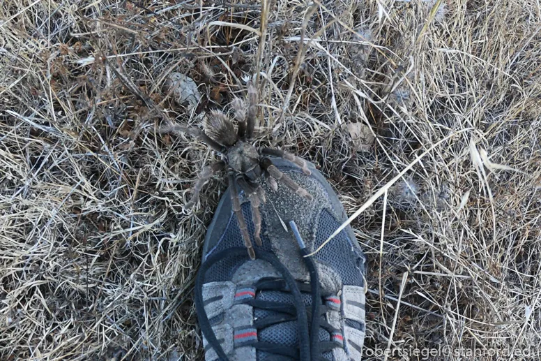 18342 stilts tarantula hunting