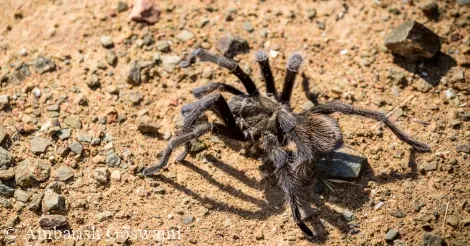 18343 tarantula defensive mechanisms