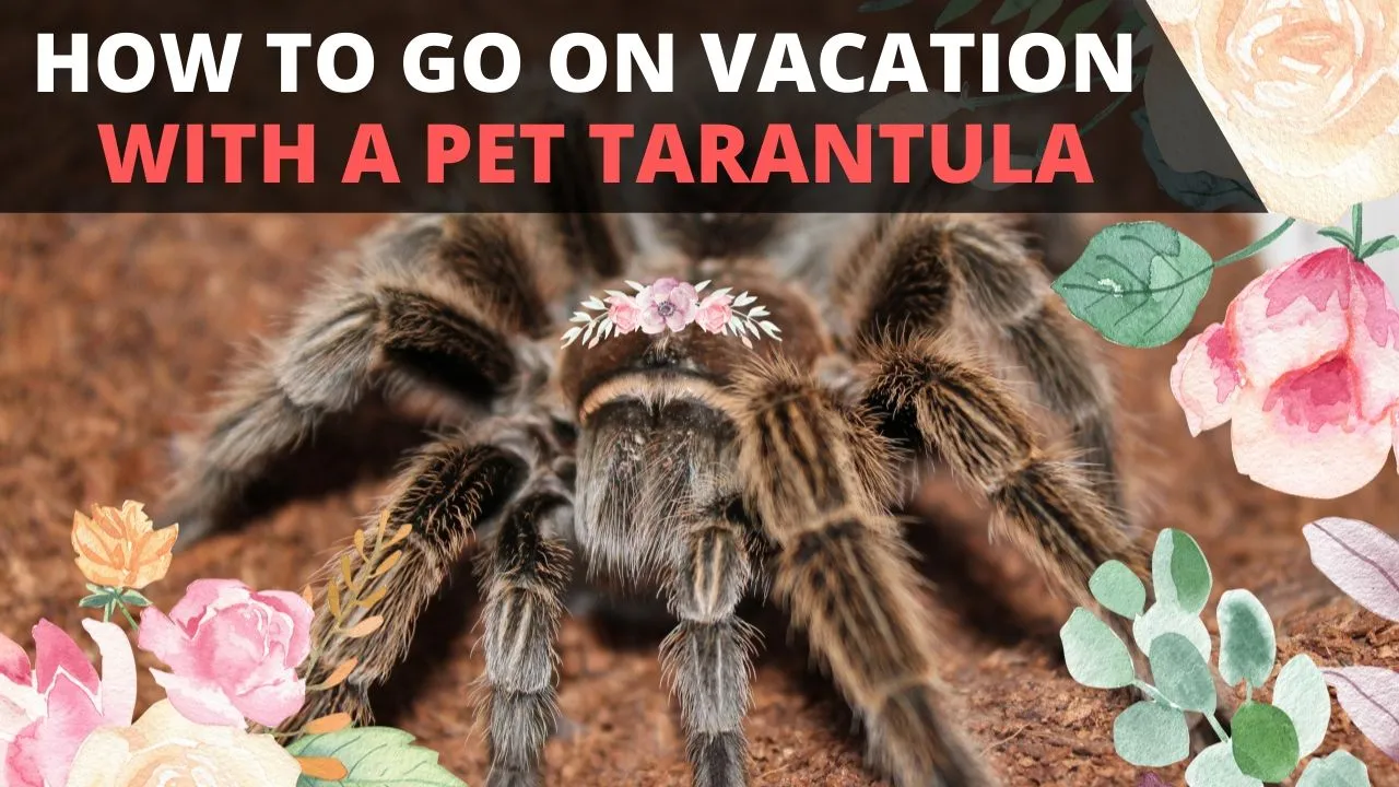 18343 tarantula hunting