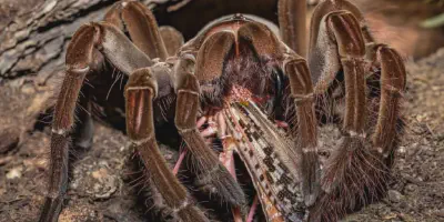 /img/18344-goliath-spider-bird-eater-health.webp