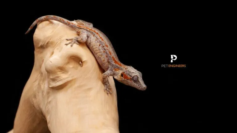 18345 tarantula appearance