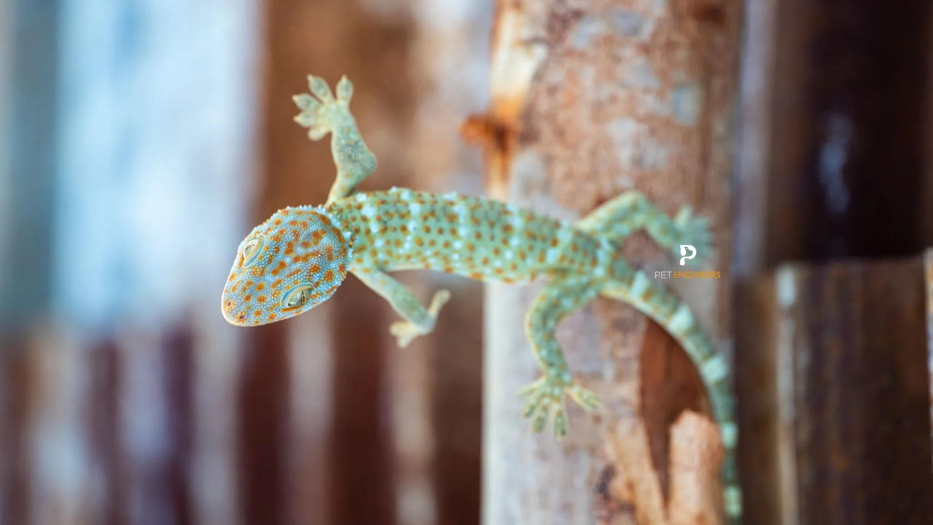 18345 tokay gecko appearance