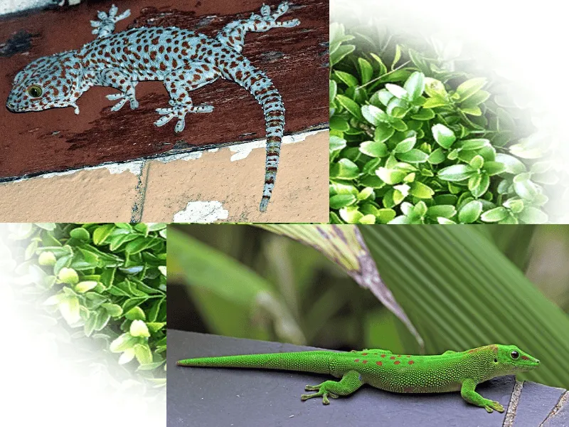 /img/18345-tokay-gecko-defense.webp