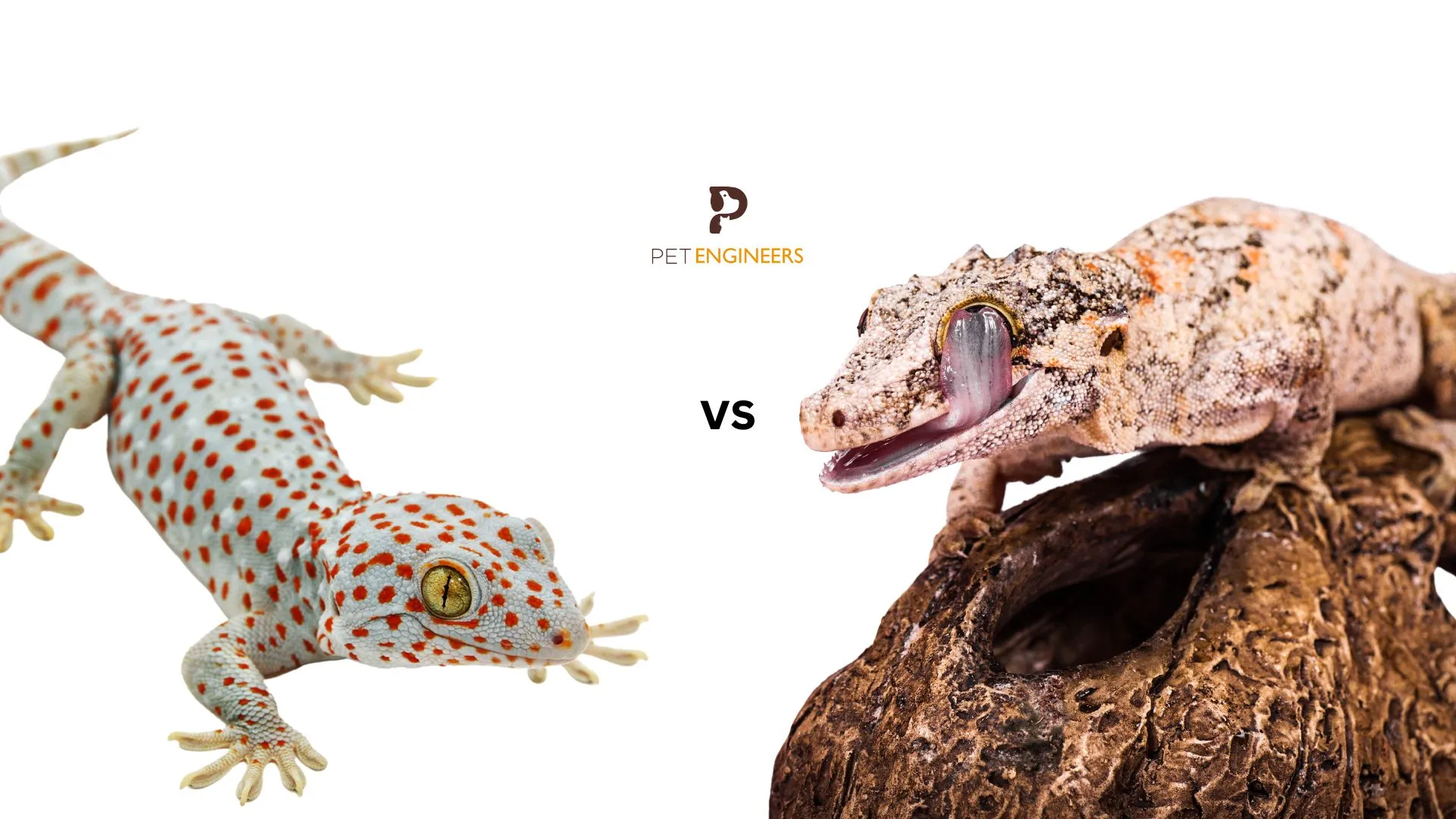 18345 tokay gecko feeding