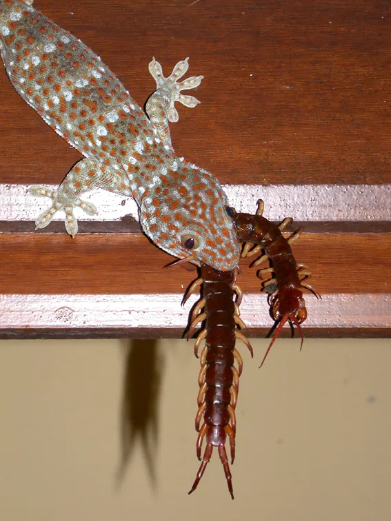 18345 tokay gecko vs tarantula overview