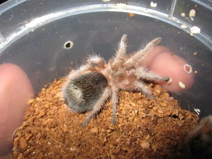 18346 tarantula gbb
