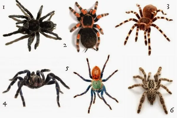 18346 tarantula pinktoe